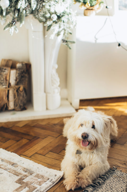 chien dans une maison - supercroquettes